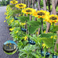 💐50% OFF ! Sunflower Solar Lights – Glowing Garden Decor 🌻🌙【Limited Offer】