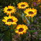 💐50% OFF ! Sunflower Solar Lights – Glowing Garden Decor 🌻🌙【Limited Offer】