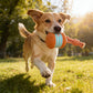 🎁2026 New Arrivals 50% OFF💥Interactive Rolling Ball Toy for Dogs