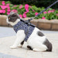 🌲Hot Sale 50% OFF🔥Pet Leash Anti-break Away Chest Strap Vest Harness